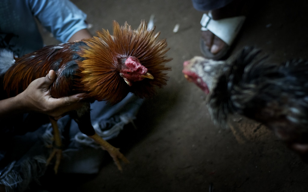 Kenapa Berjudi Sabung Ayam Di Tahun 2021